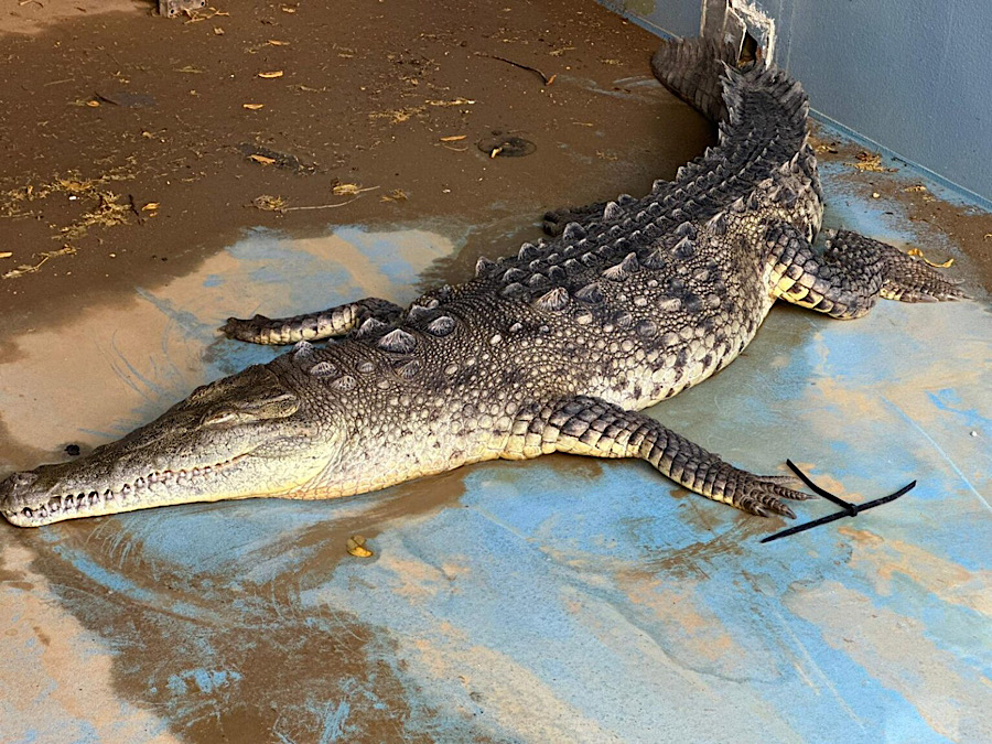 Crocodil a fayece na Boneiro