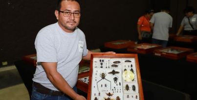 Exposición “Insectus Tabasco”: Exhibe UJAT más de 23 mil insectos - Más ...