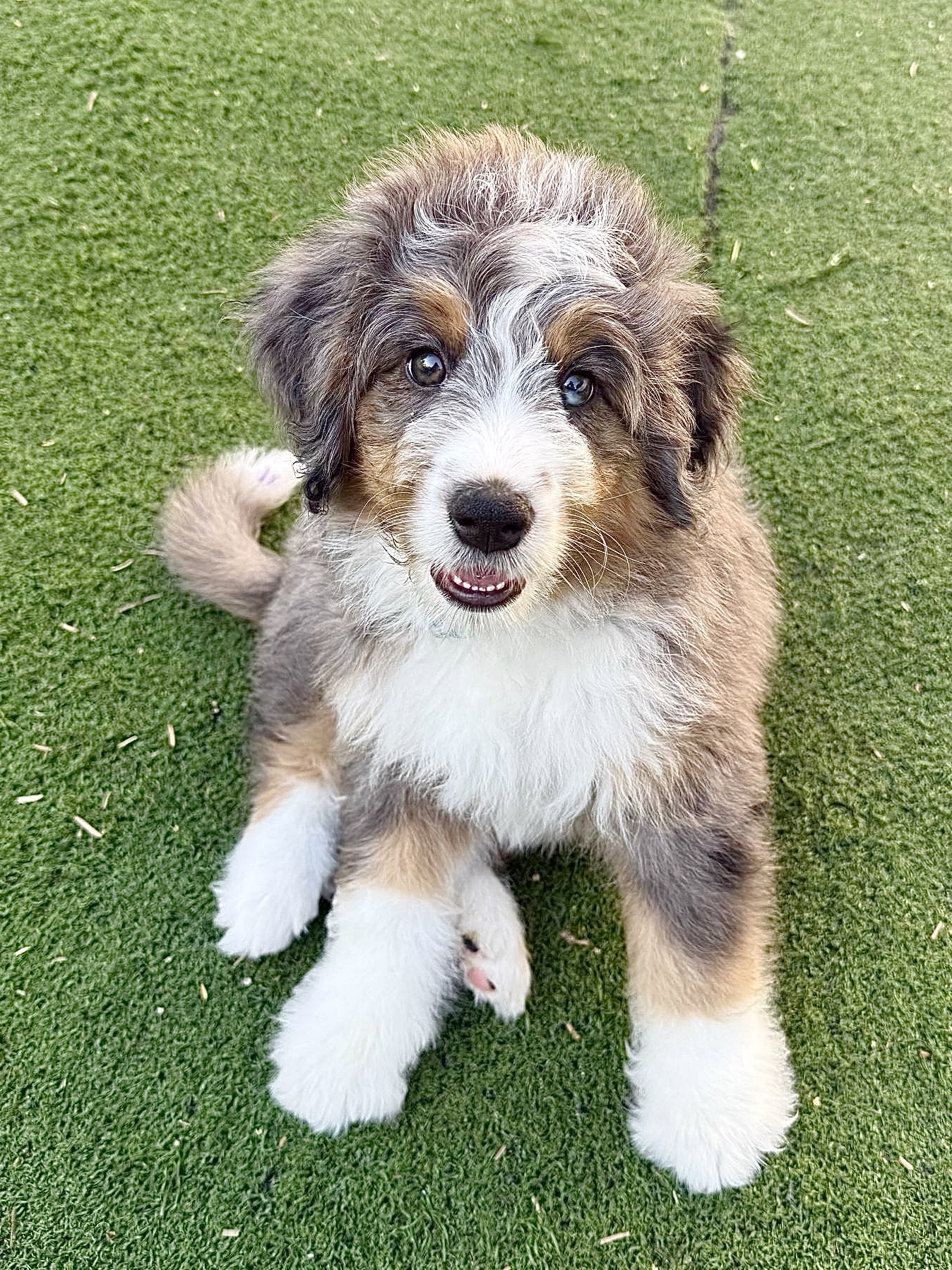 1.1 Previous F1 Mini “Ultra” Bernedoodles – Massachusetts