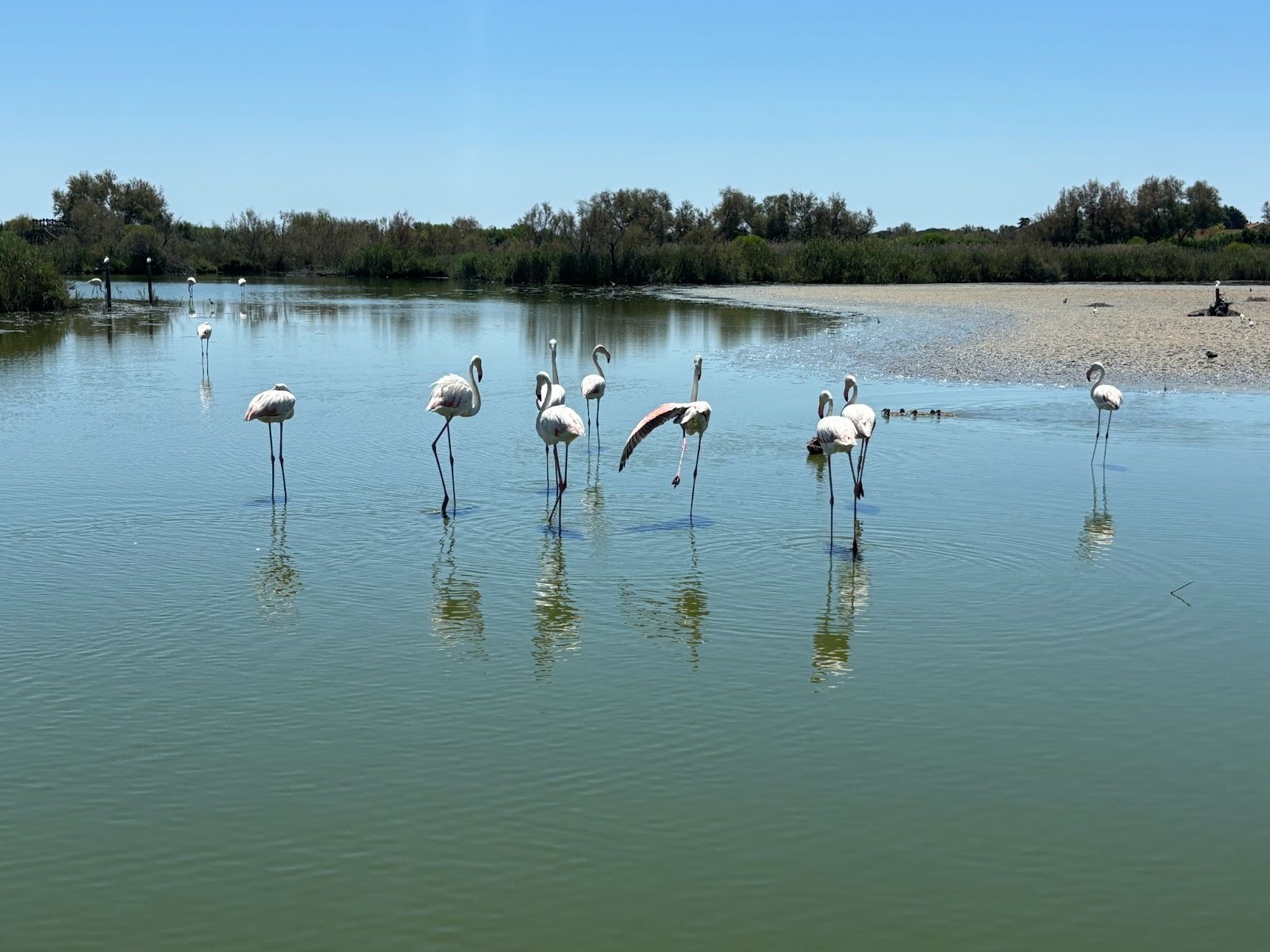 Il parco ornitologico di Pont de Gau, il regno dei fenicotteri