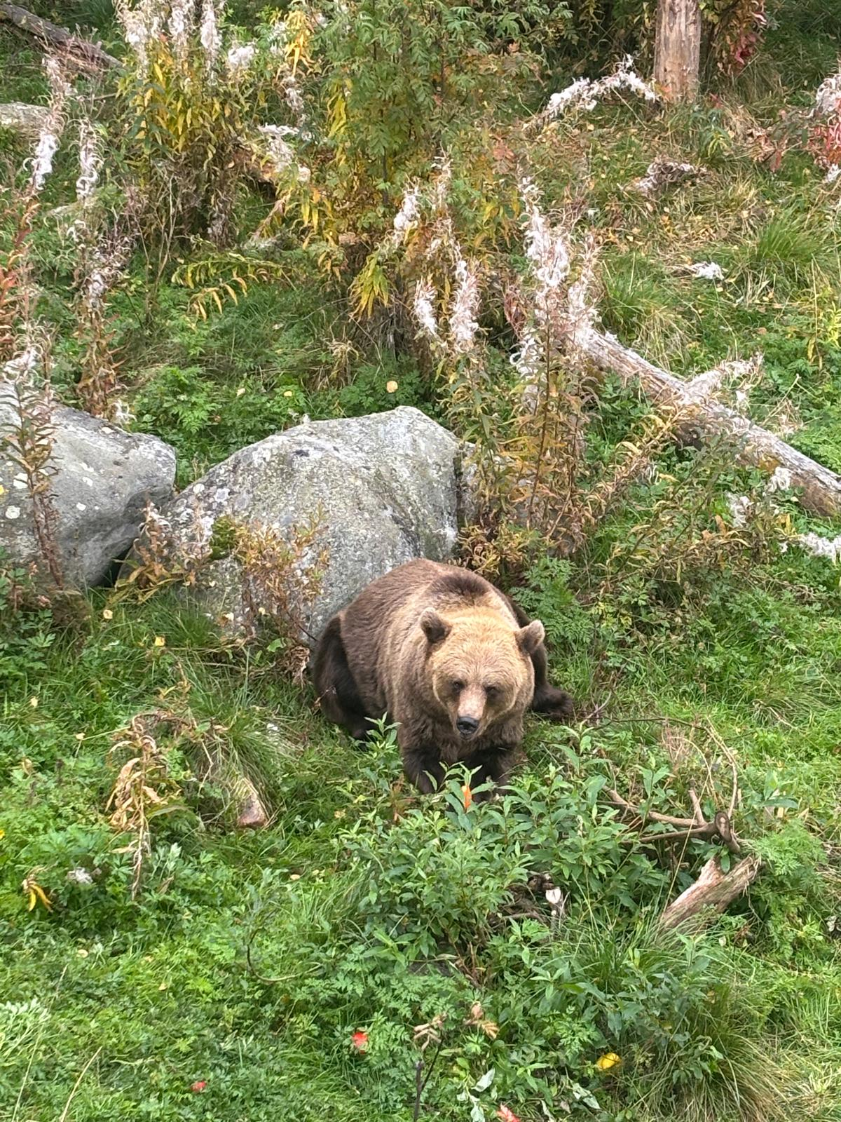 Visitare il Ranua Wildlife Park