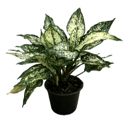 Aglaonema White Premium