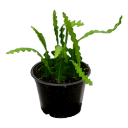 Ric Rac / Fishbone Cactus