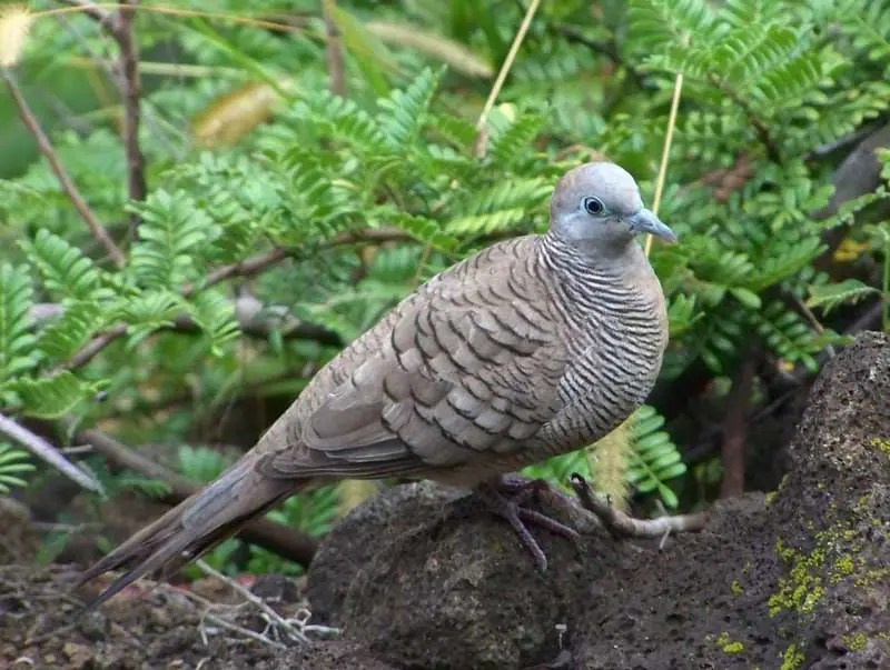 Burung perkutut: jenis, harga, mitos, makanan, dan perawatan