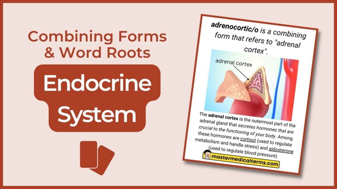 Endocrine system- 📑 review flashcards