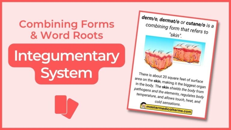 Integumentary system