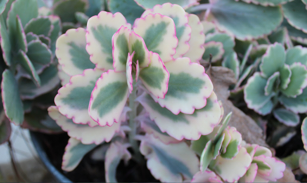 Preparing My Plants for “Texas Winter”