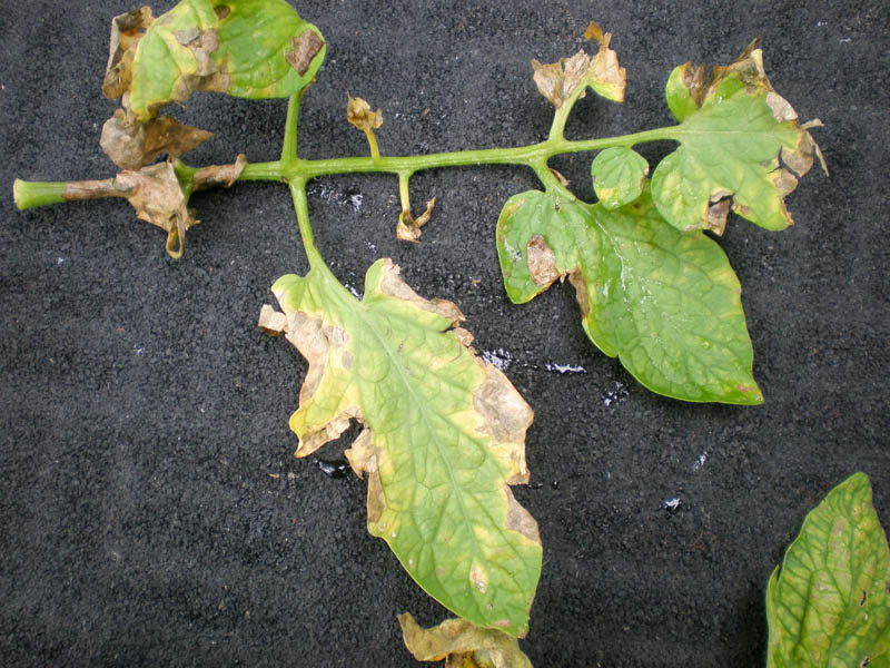 Dealing With Early Blight By Patty G Leander