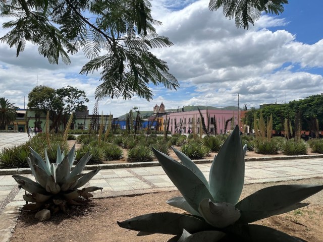 Agawy, Oaxaca, Santo Domingo de Guzman