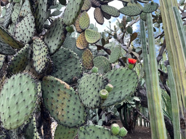 Oaxaca,Jardin Etnobotanico,kaktusy