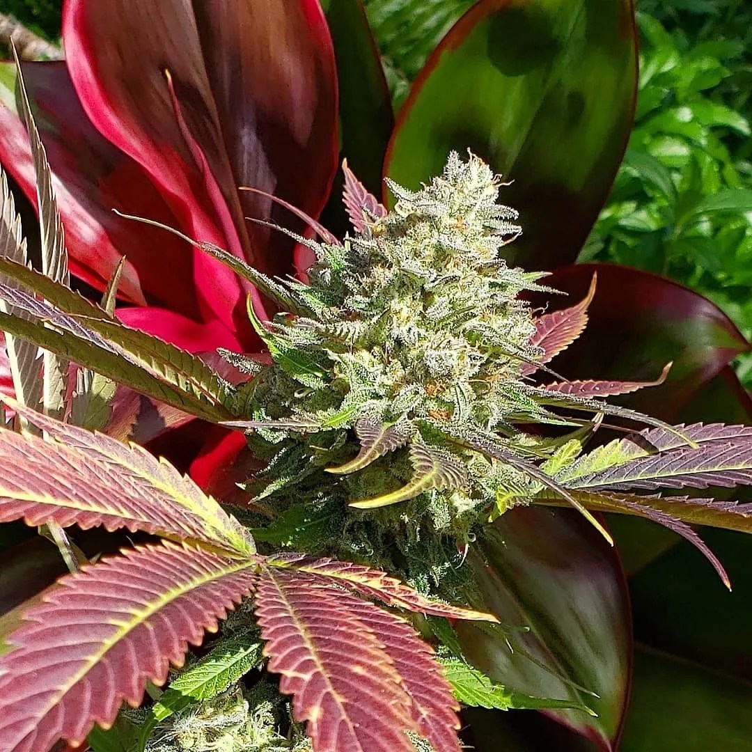 Kalapana Sunrise cannabis strain by Matchmaker Genetics