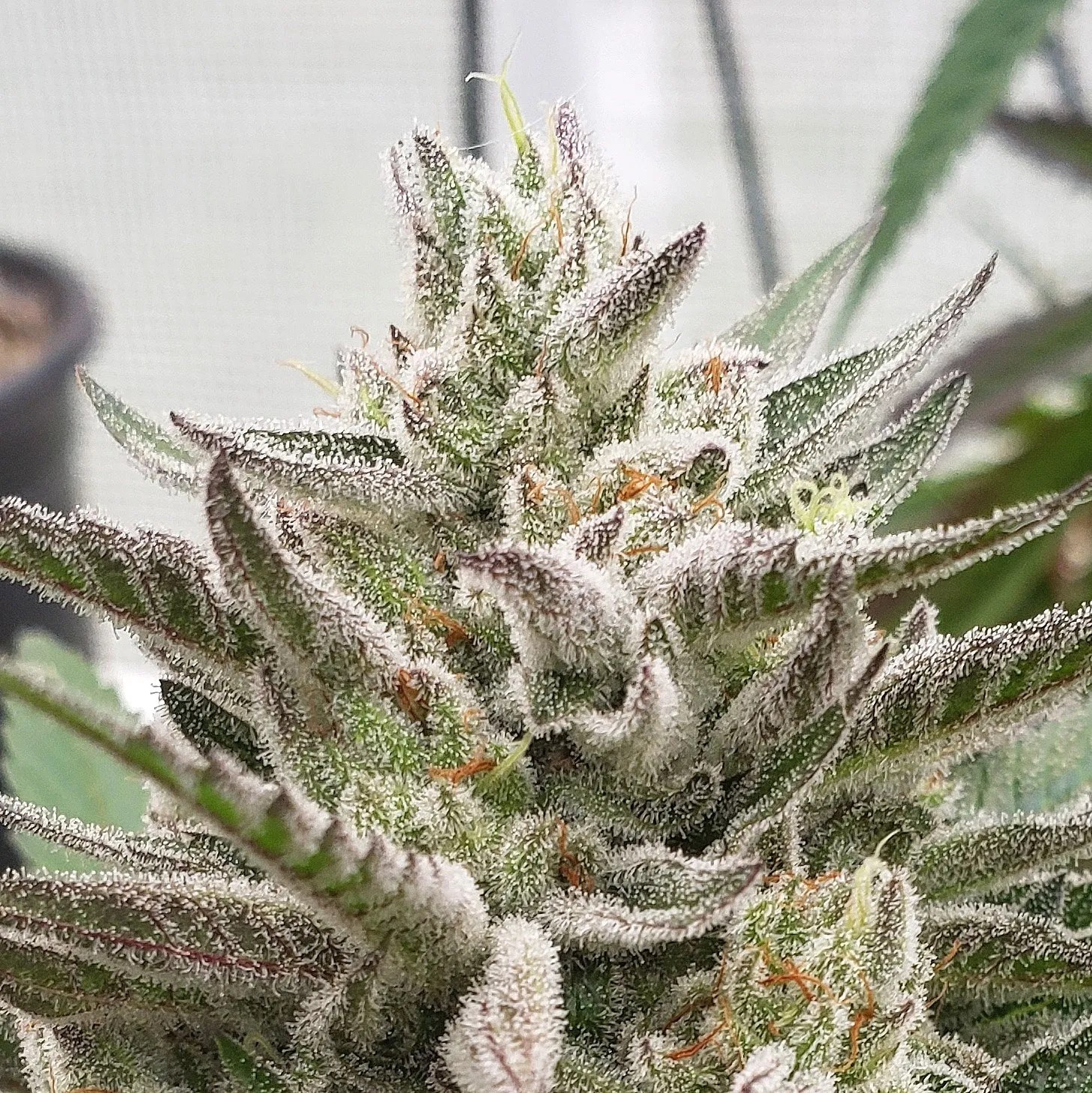 Donkey Dawg cannabis strain by Matchmaker Genetics