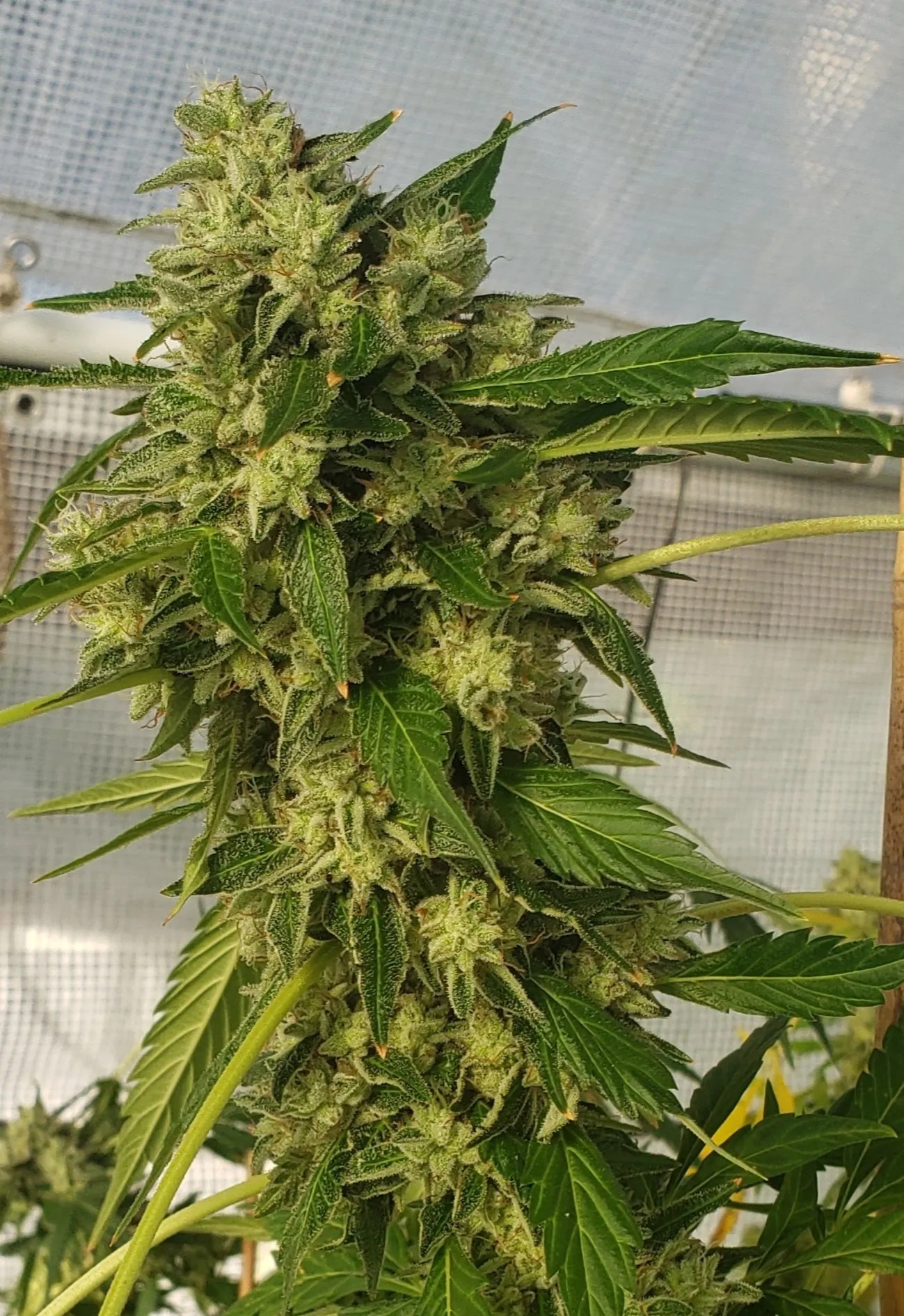 Skunkbanger – Limited Release cannabis strain by Matchmaker Genetics