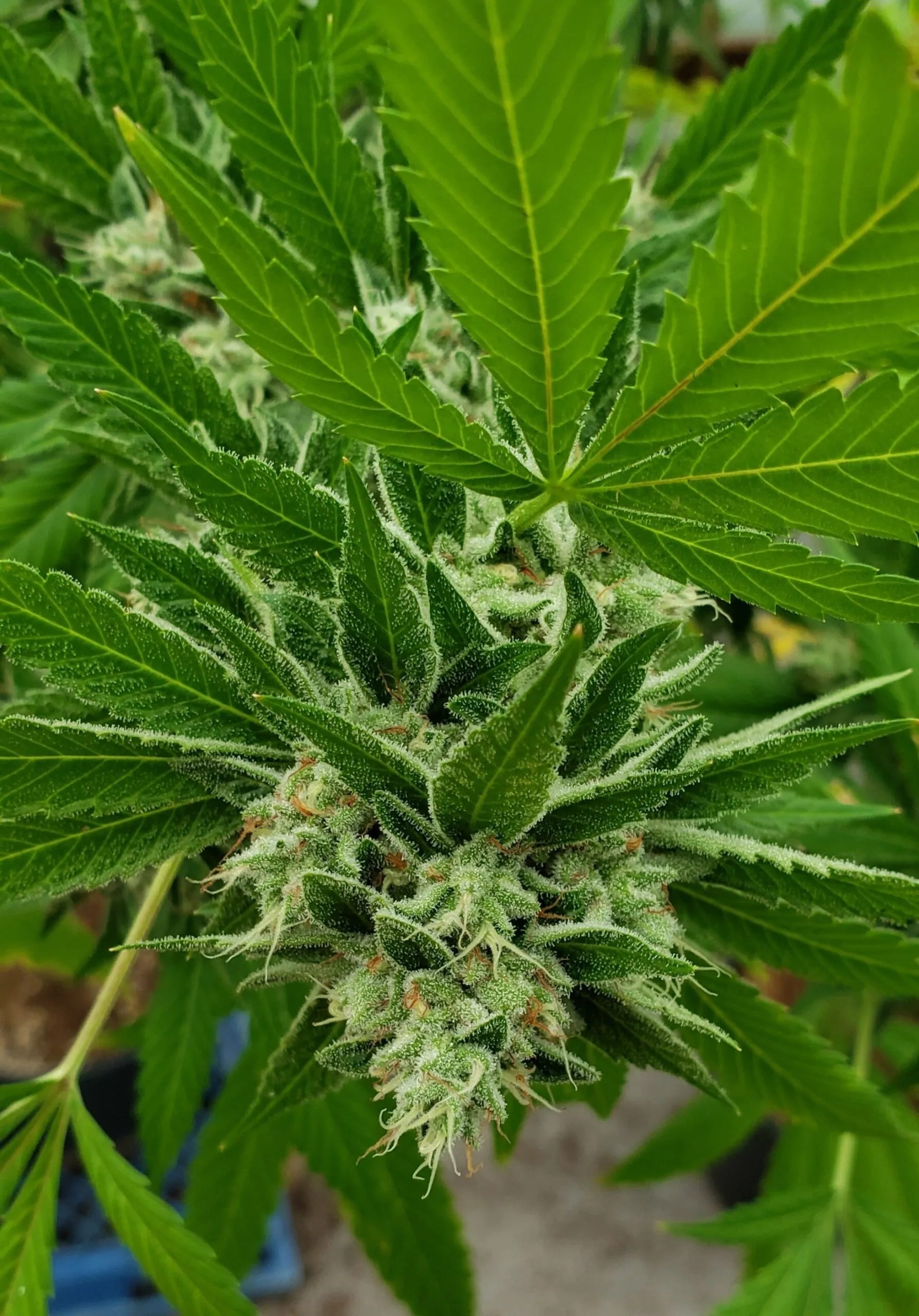 Surf’d Out – Limited Release cannabis strain by Matchmaker Genetics