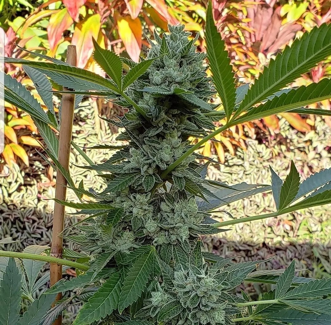 Doing Time cannabis strain by Matchmaker Genetics