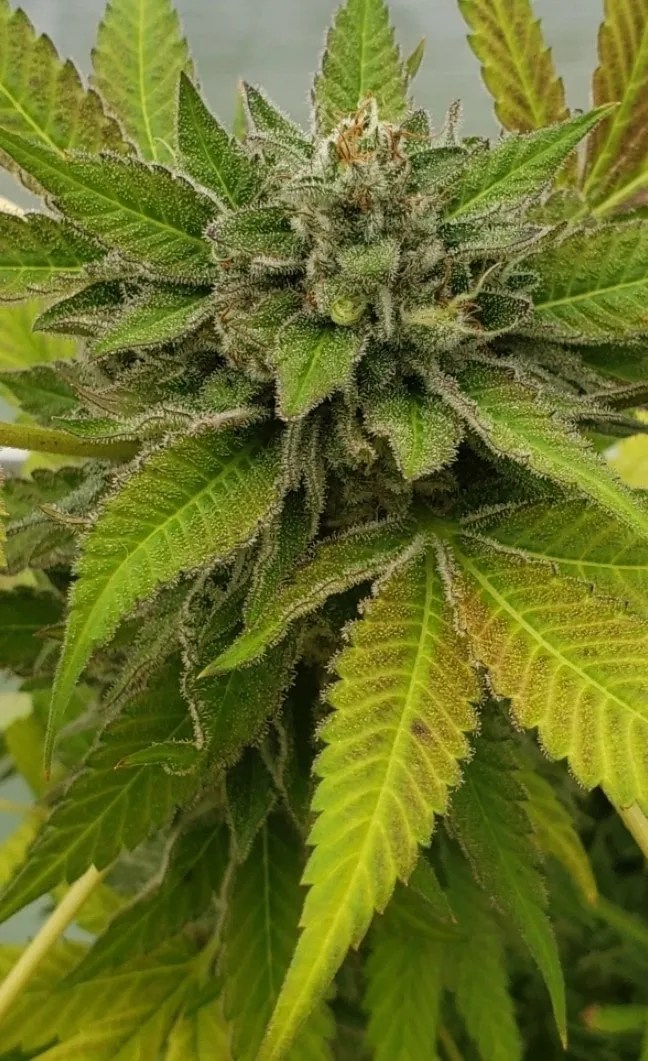 Reefer Gladness cannabis strain by Matchmaker Genetics