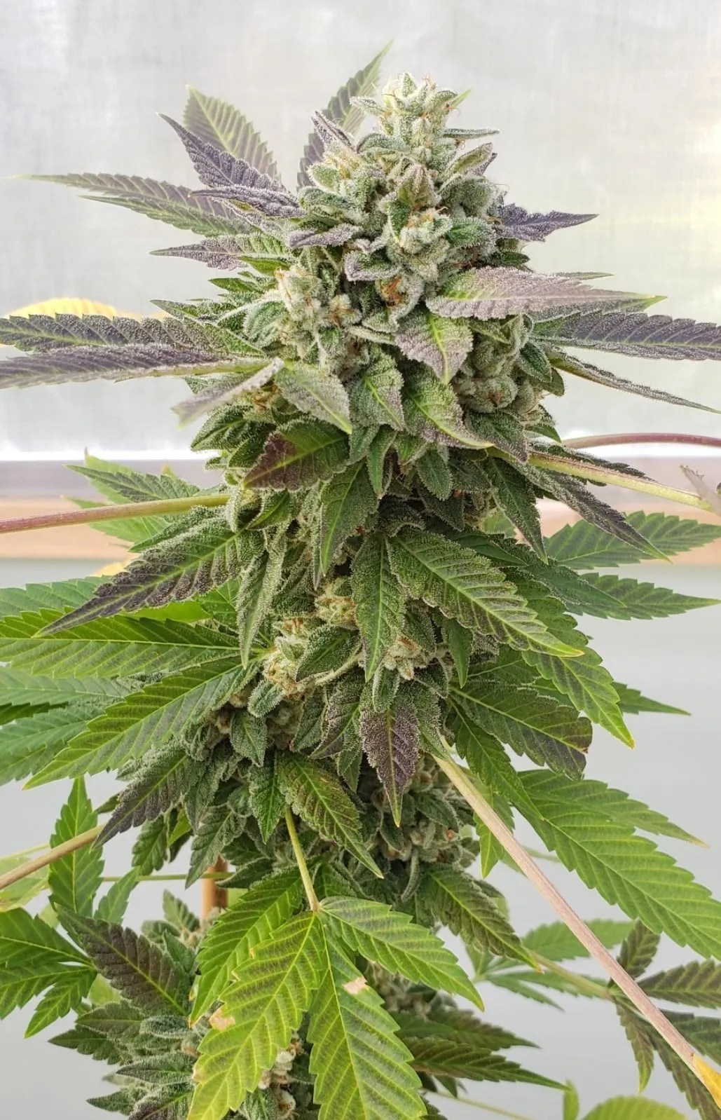 Shark Snack cannabis strain by Matchmaker Genetics