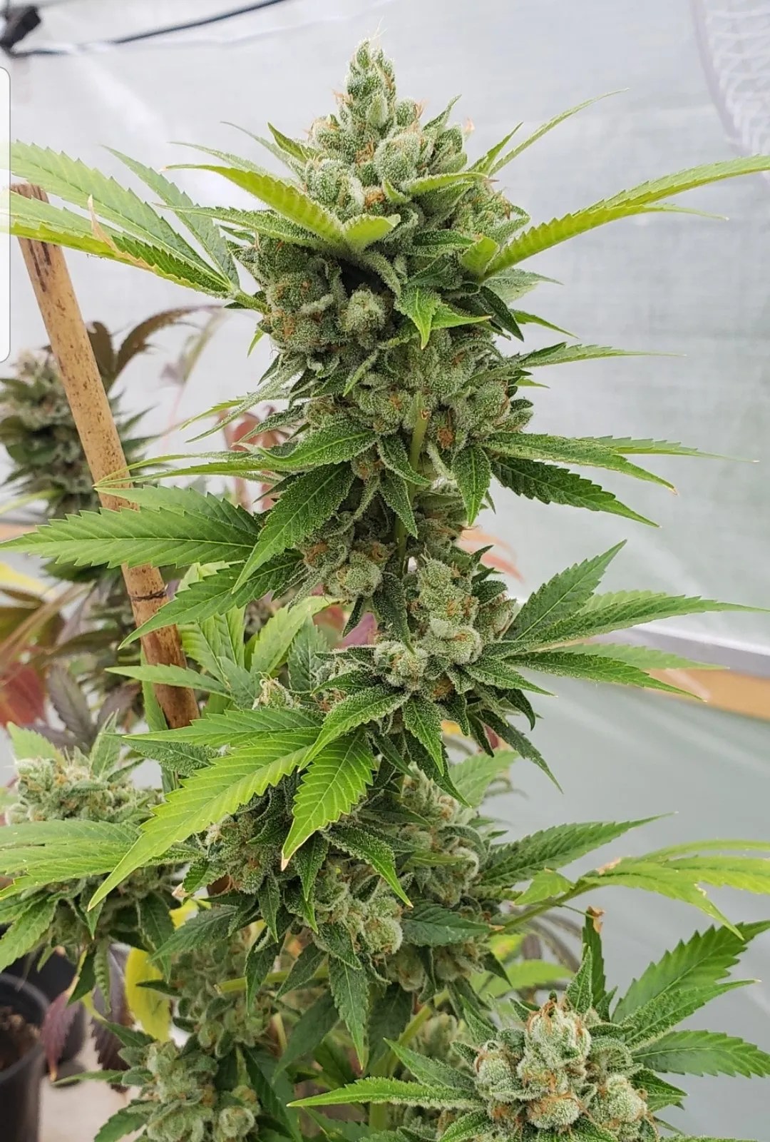 Skunkdog BX1 cannabis strain by Matchmaker Genetics