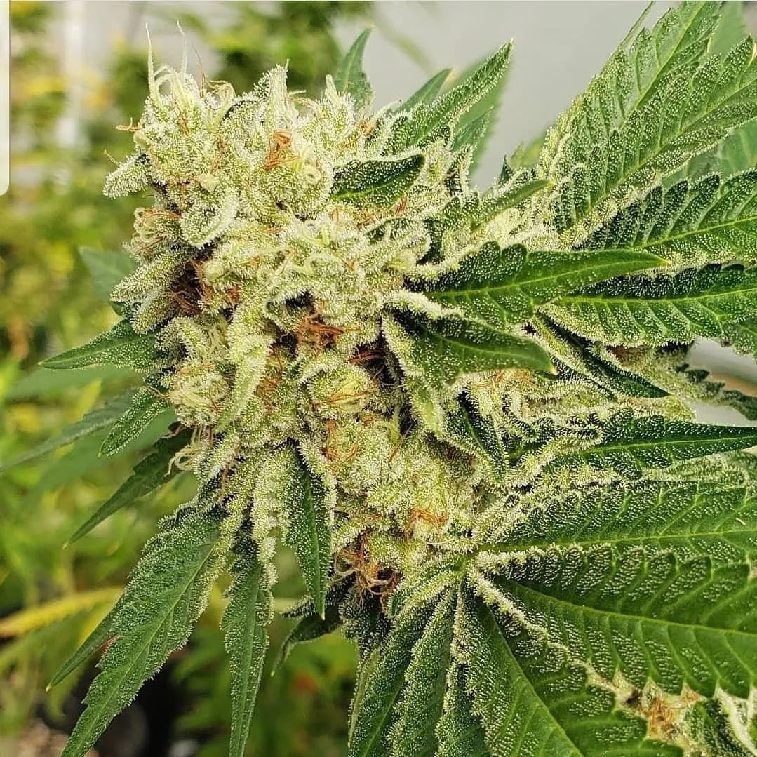 Better Than Bacon cannabis strain by Matchmaker Genetics