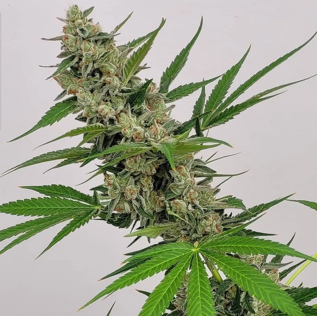 Angry Ass cannabis strain by Matchmaker Genetics