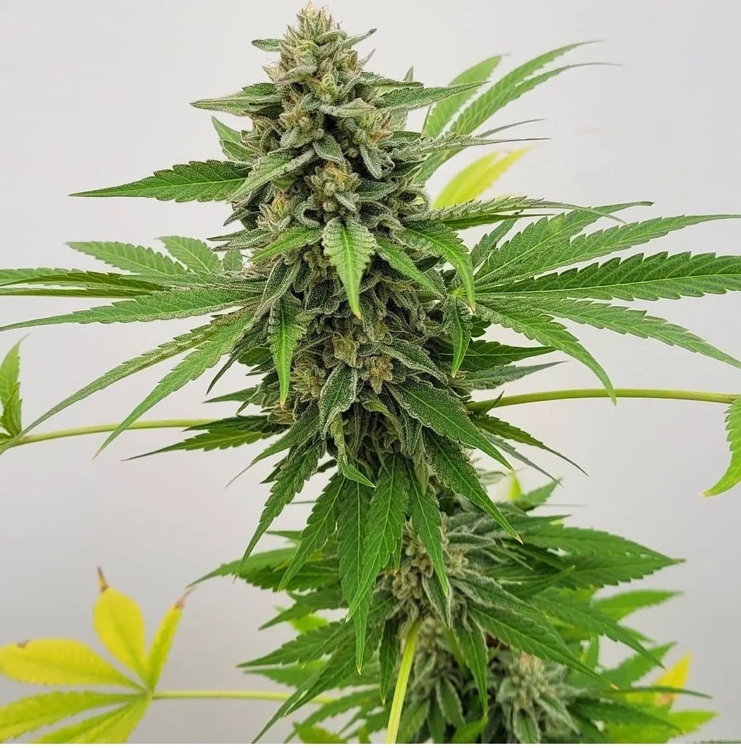 Fizztastic cannabis strain by Matchmaker Genetics