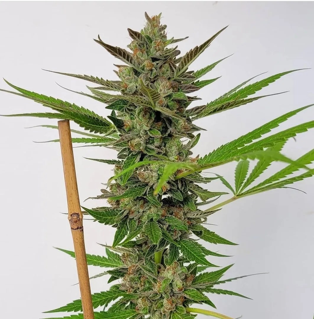 Flav-O-Rama cannabis strain by Matchmaker Genetics