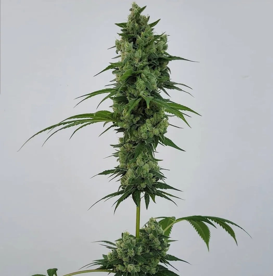 Grootbeer cannabis strain by Matchmaker Genetics