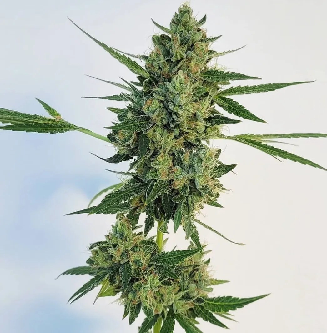 Root Beer Cake cannabis strain by Matchmaker Genetics