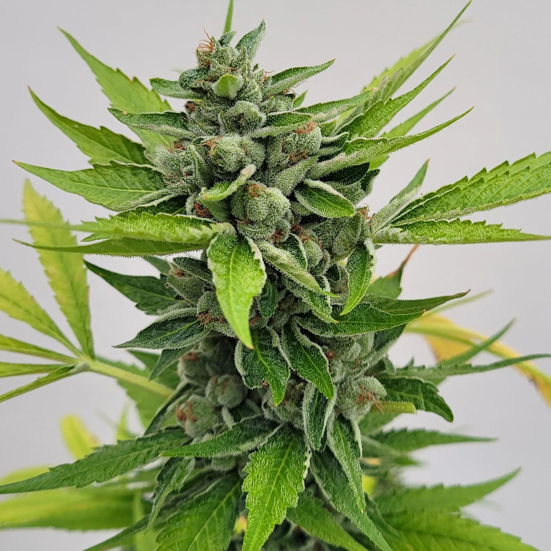 Elevators cannabis strain by Matchmaker Genetics