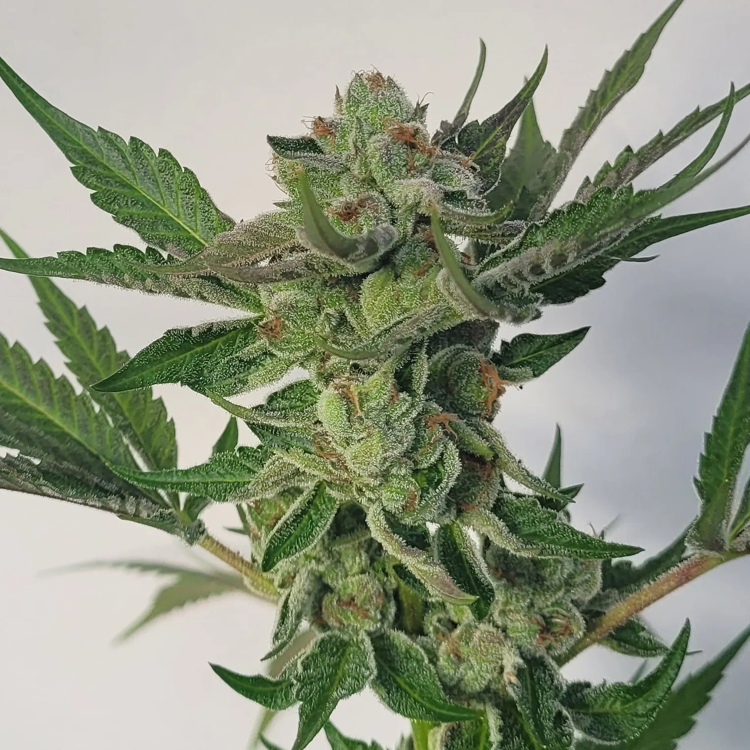 Hi-Rize cannabis strain by Matchmaker Genetics