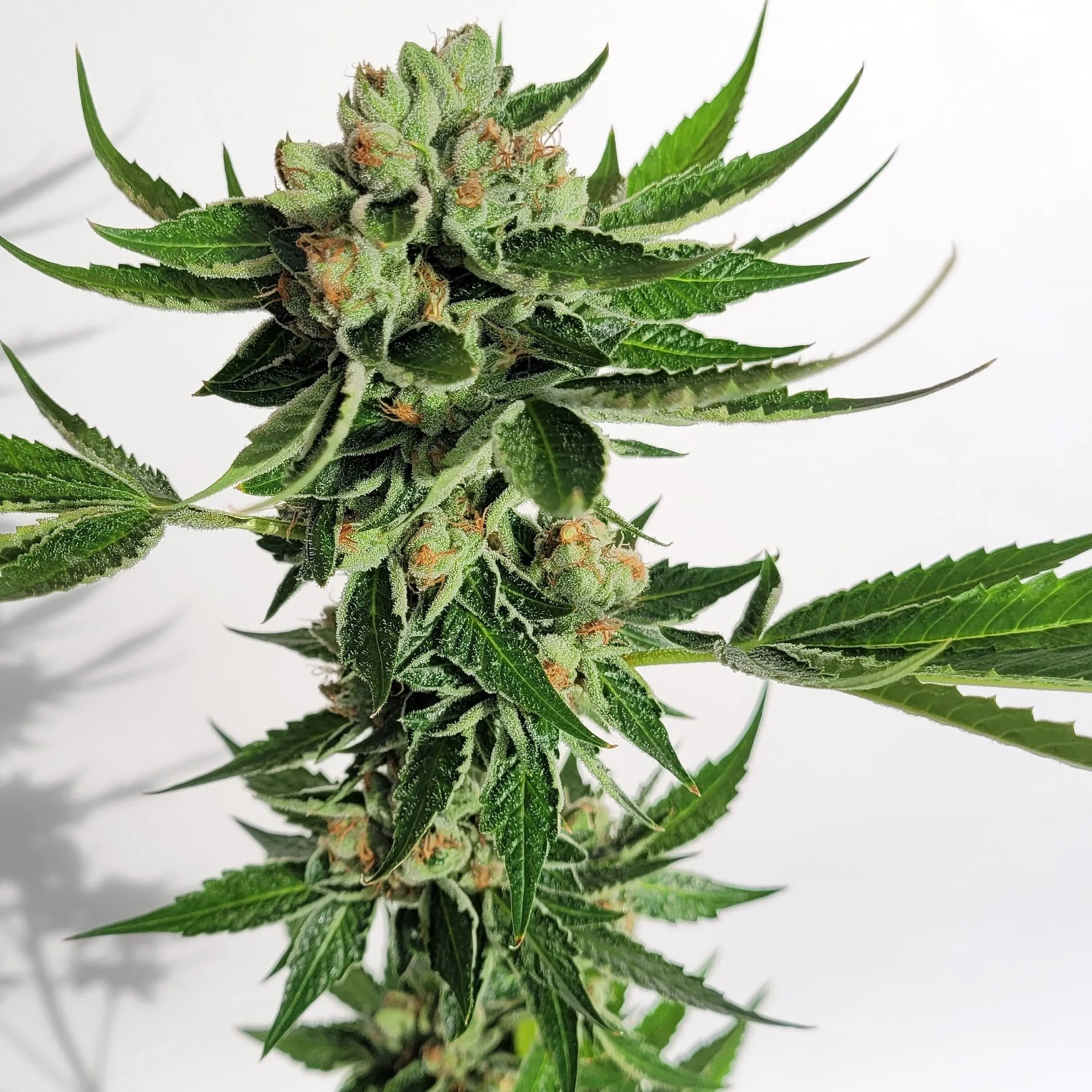 Skyscraper cannabis strain by Matchmaker Genetics