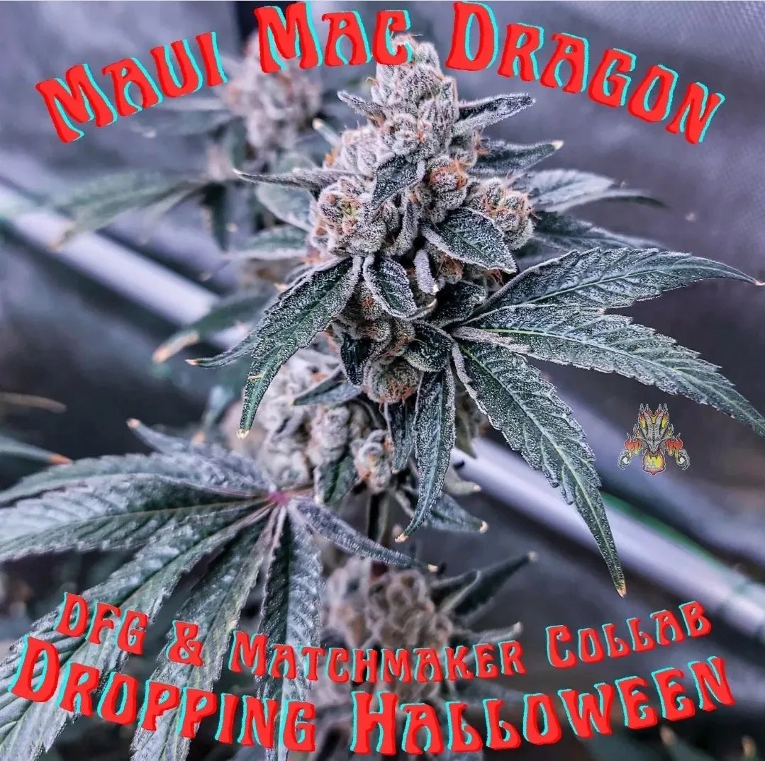 Maui Mac Dragon cannabis strain by Matchmaker Genetics