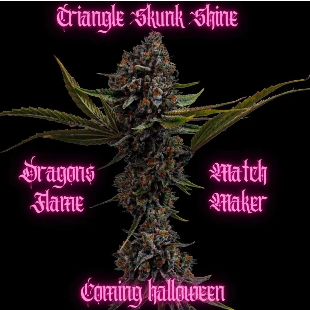 Triangle Skunk-Shine cannabis strain by Matchmaker Genetics
