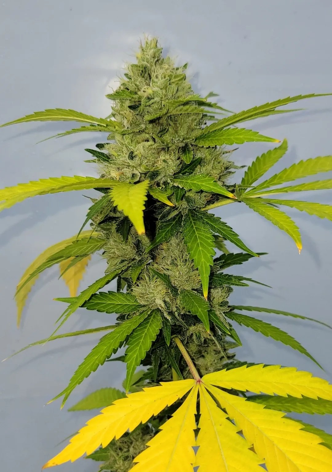 Mind Block cannabis strain by Matchmaker Genetics