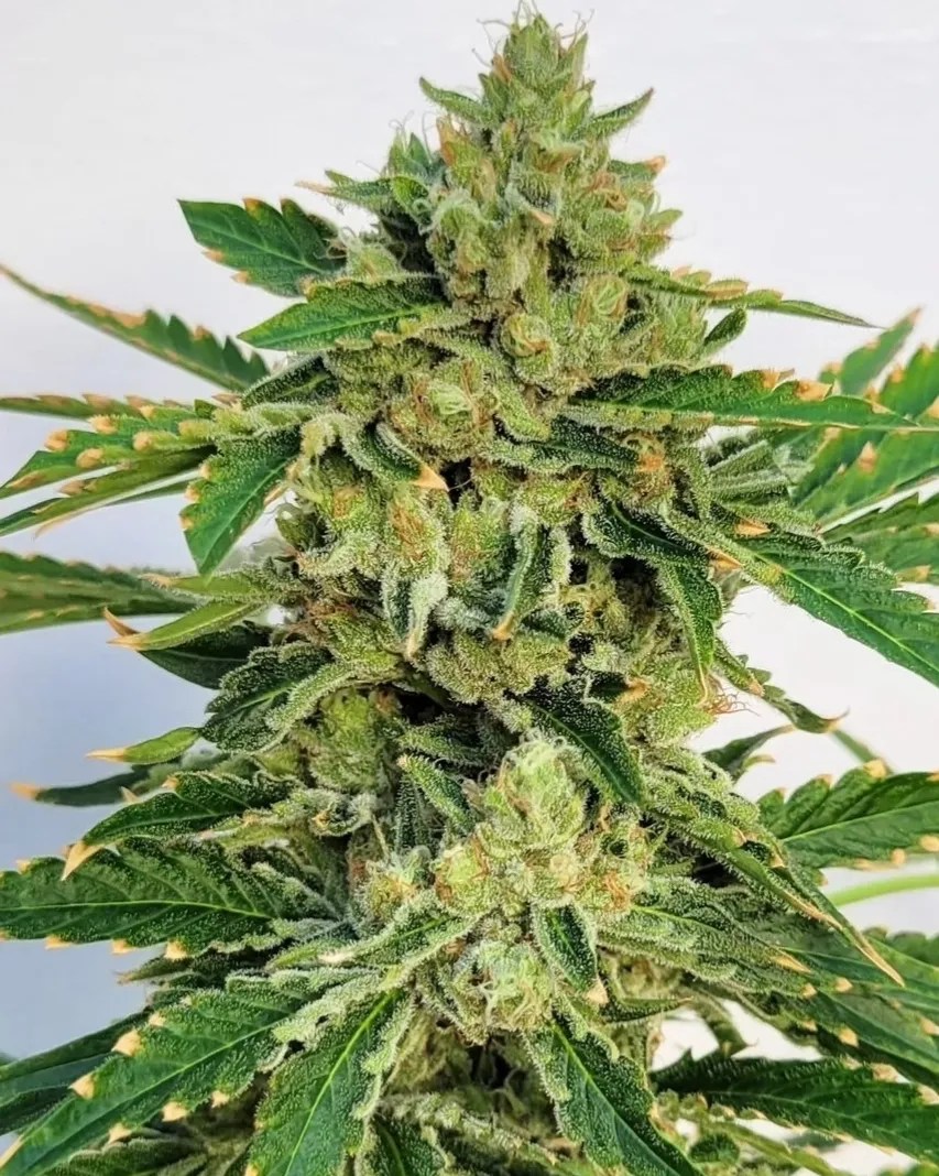 Modified Bacon cannabis strain by Matchmaker Genetics