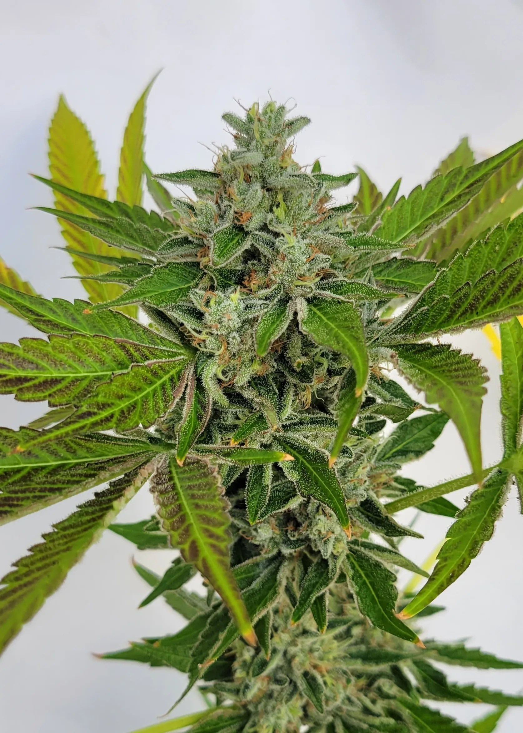 GASOLINE SKUNKZ cannabis strain by Matchmaker Genetics