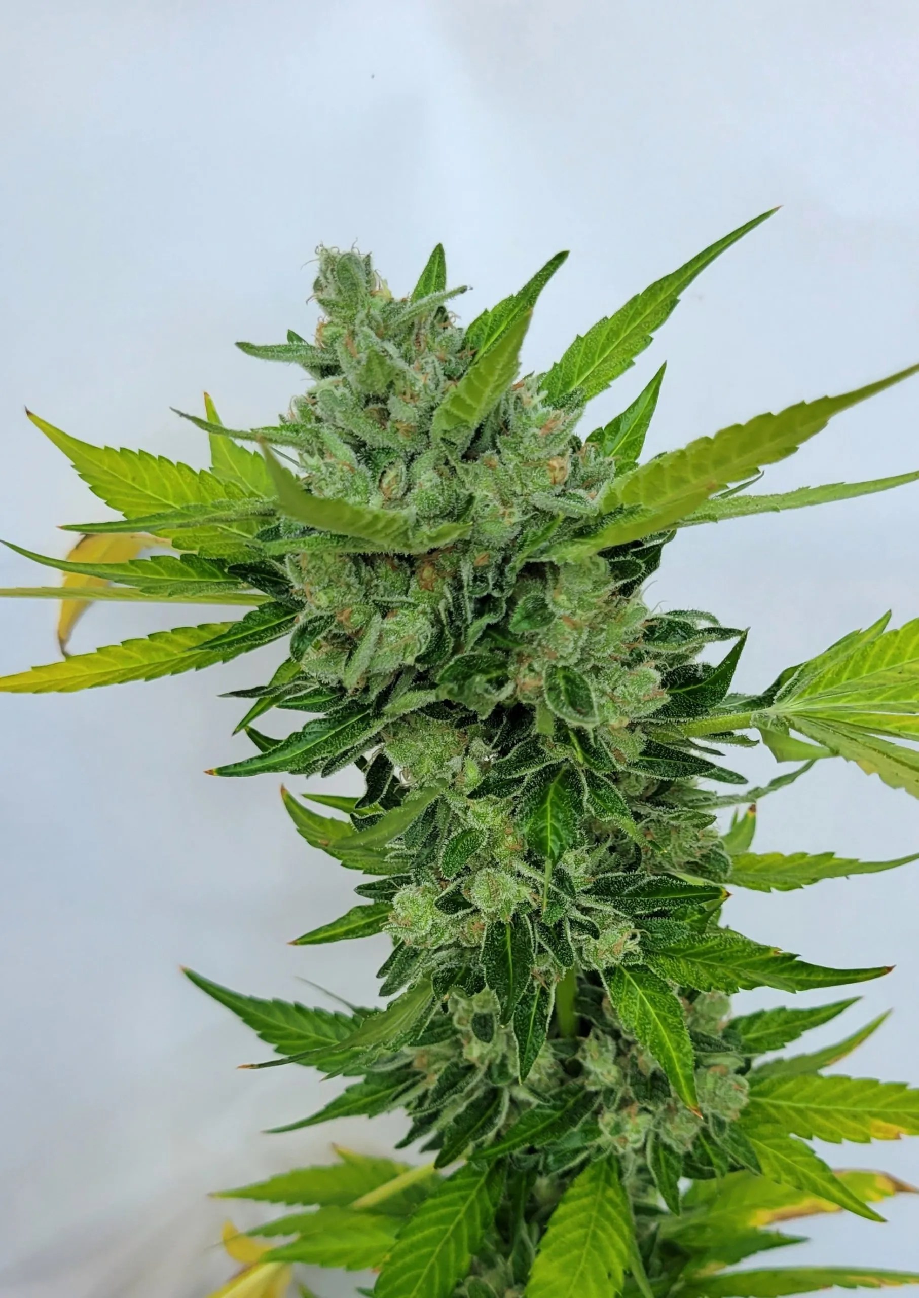STINKS SO GOOD cannabis strain by Matchmaker Genetics