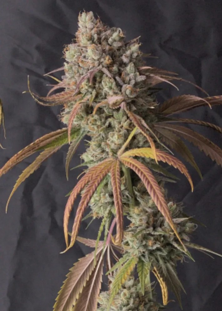 Crowd Pleaser cannabis strain by Matchmaker Genetics