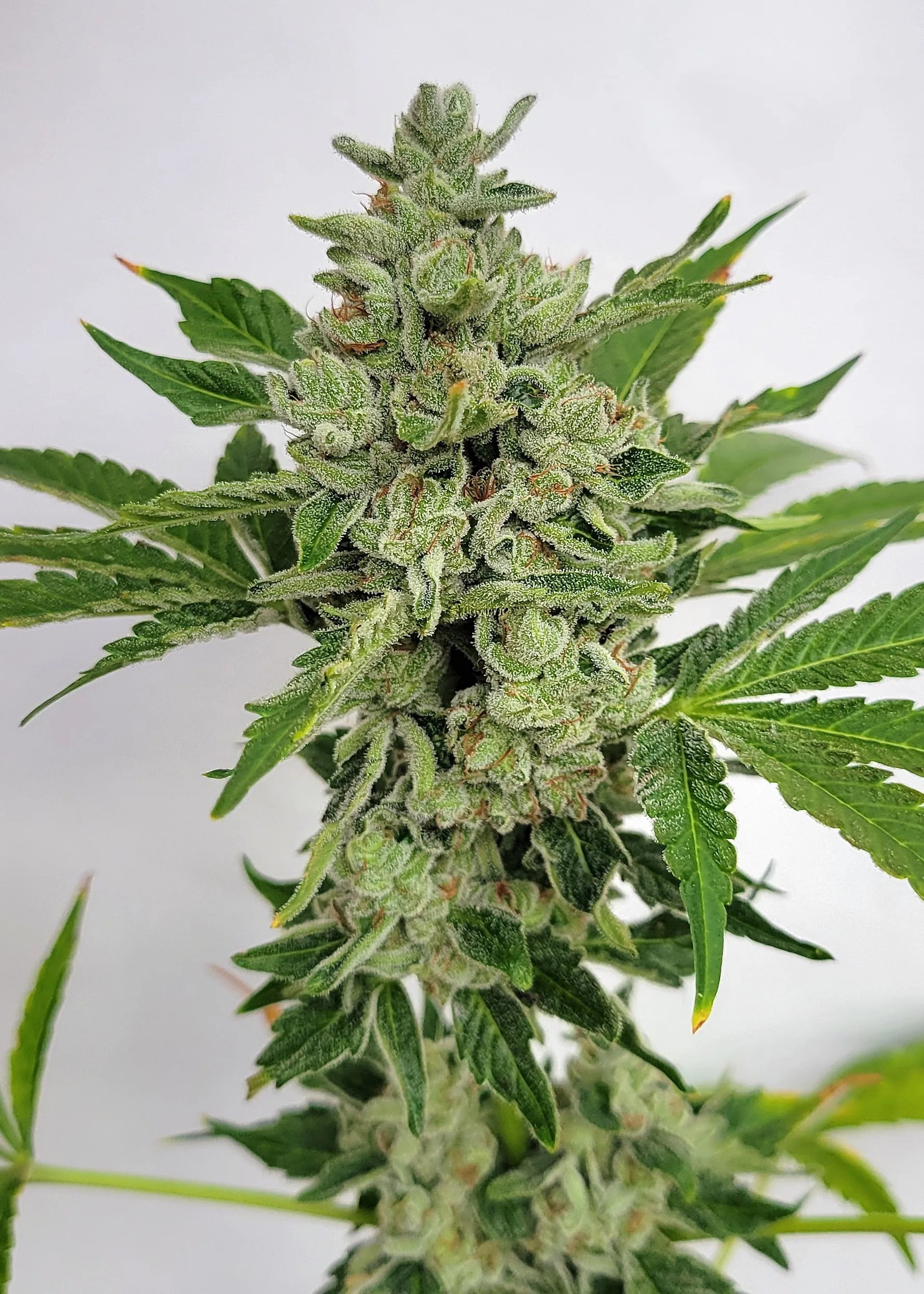 Grape Sheesh cannabis strain by Matchmaker Genetics