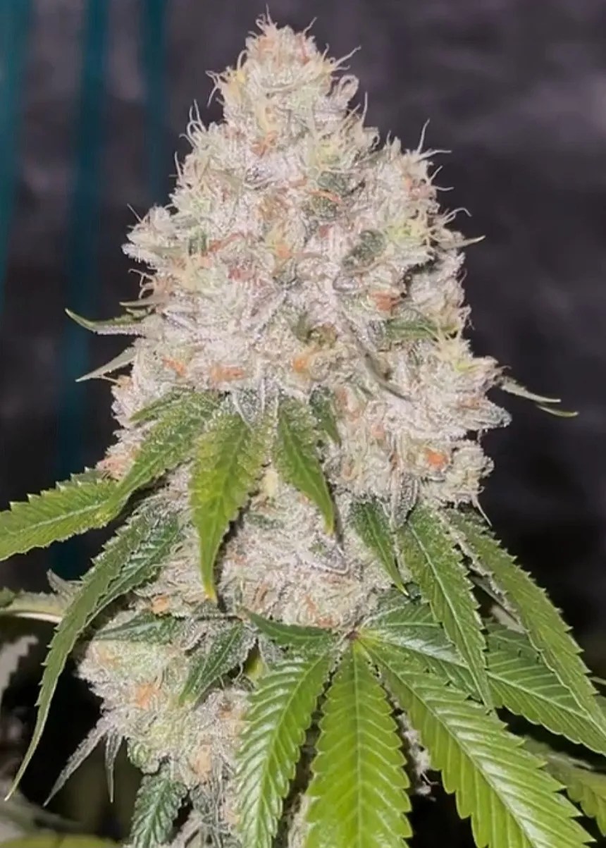 Sheesh Reserve cannabis strain by Matchmaker Genetics