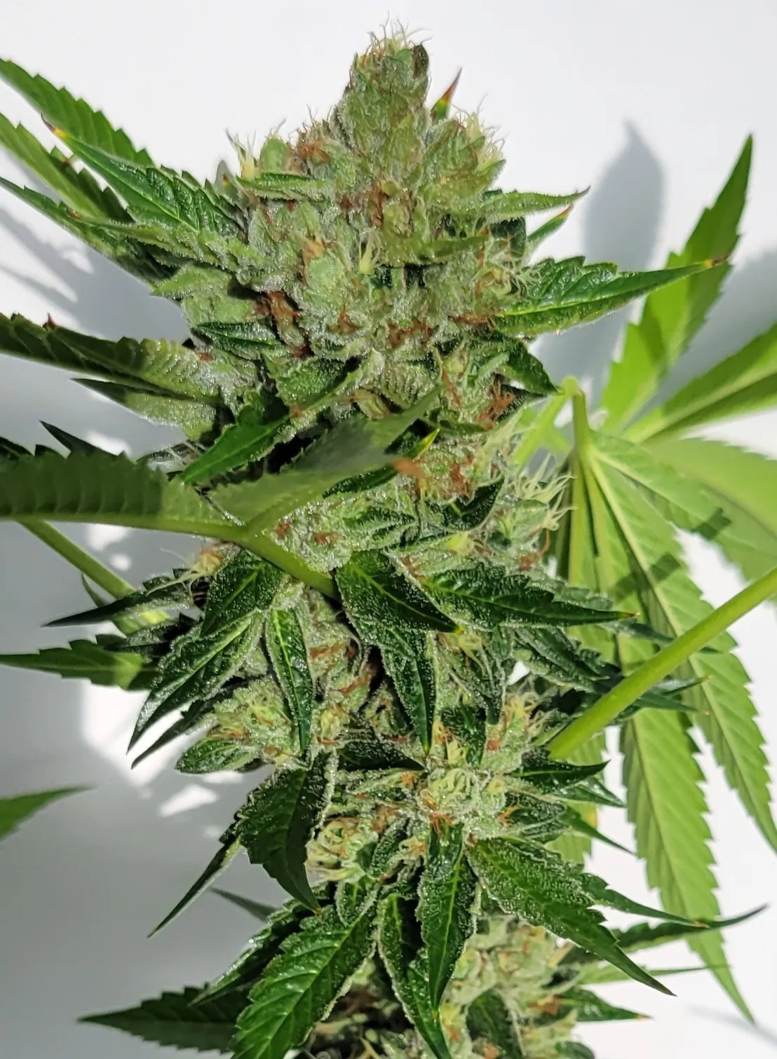 Sheeshadelic cannabis strain by Matchmaker Genetics