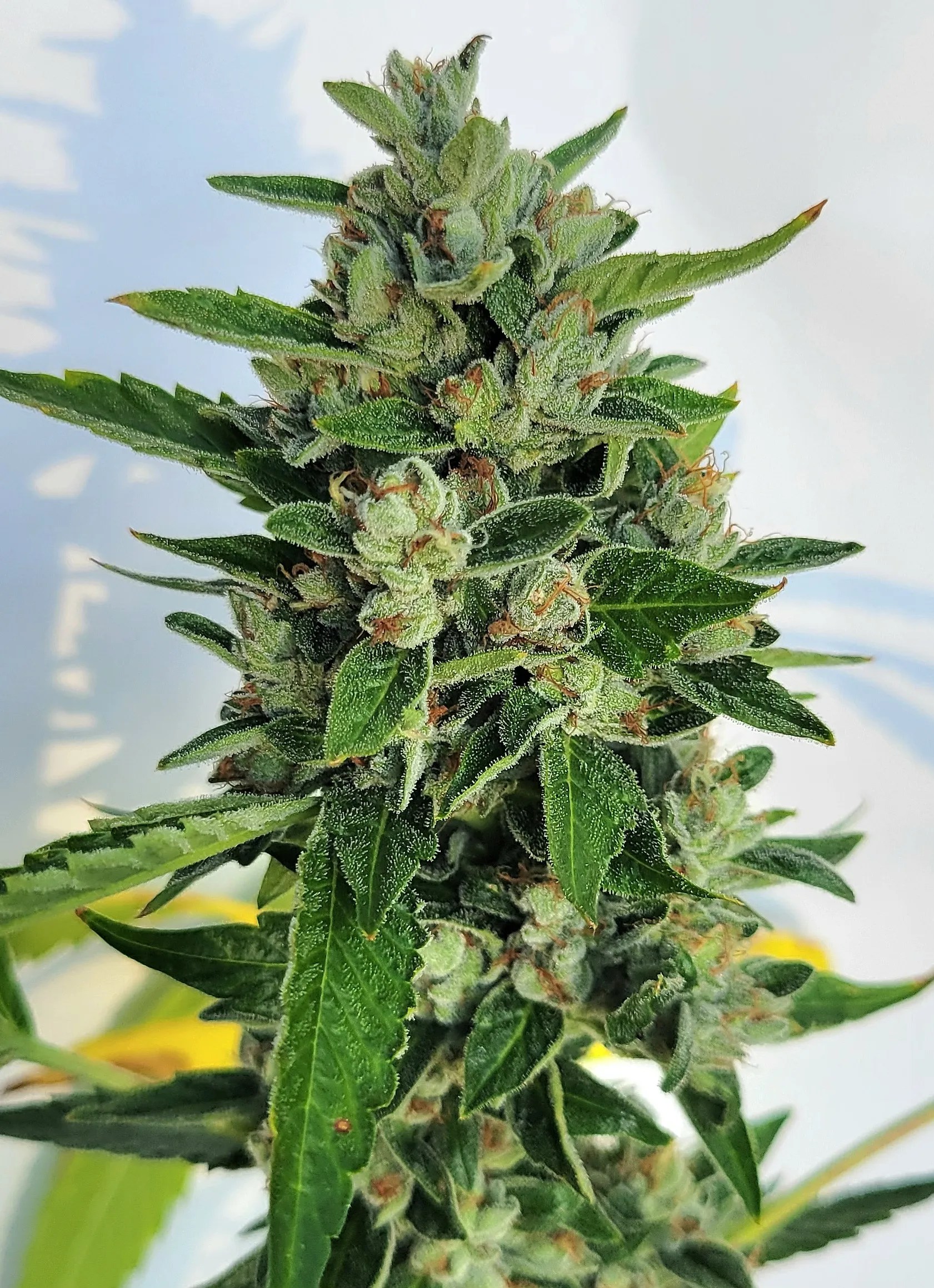 Sheeshangle cannabis strain by Matchmaker Genetics