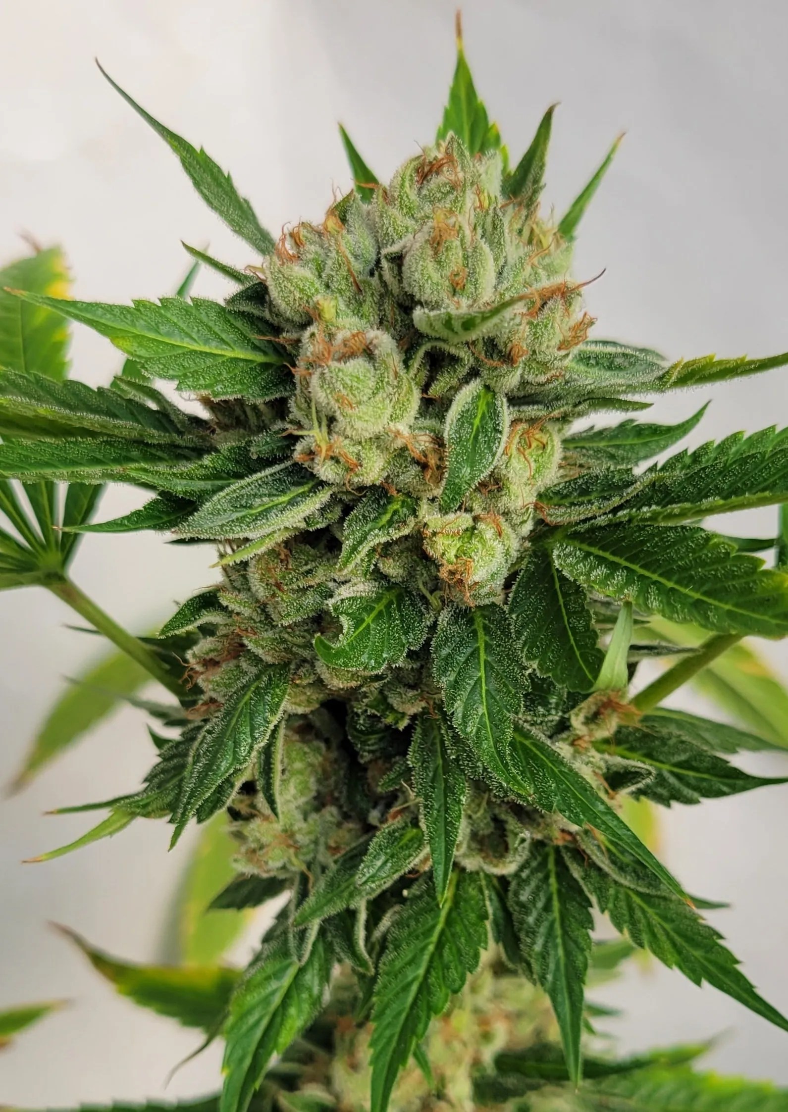 Sheeshnosis cannabis strain by Matchmaker Genetics