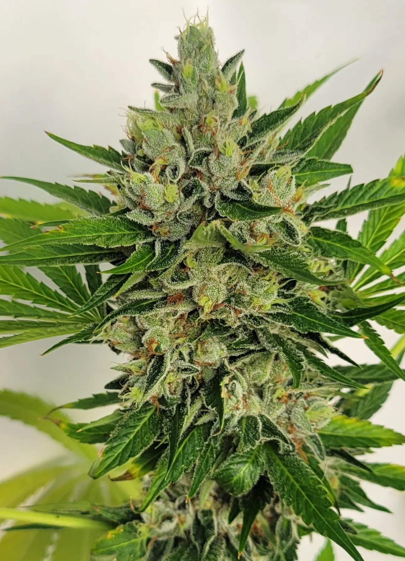 Sheeshquake cannabis strain by Matchmaker Genetics