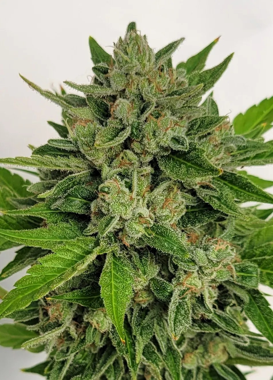 Sheeshphoria cannabis strain by Matchmaker Genetics