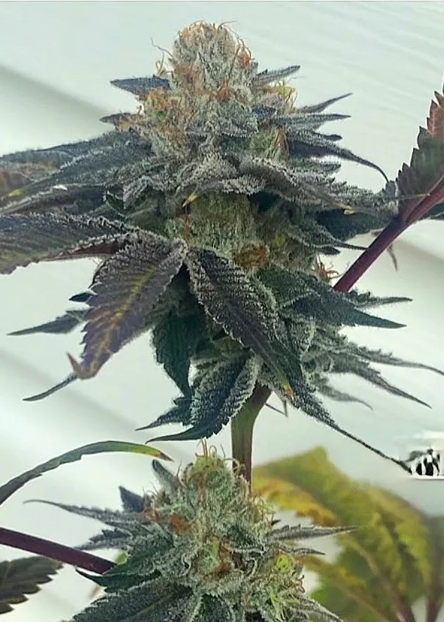 Zeesh cannabis strain by Matchmaker Genetics