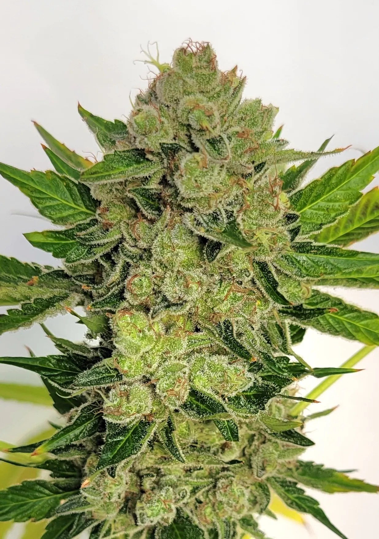 Rasta Sheesh cannabis strain by Matchmaker Genetics