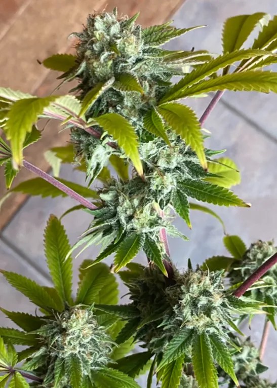 Dream Dog cannabis strain by Matchmaker Genetics