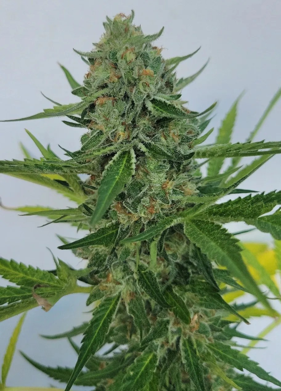 Triangle Dream cannabis strain by Matchmaker Genetics