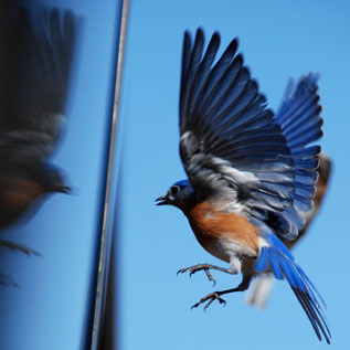 bird-collision-thumbnail